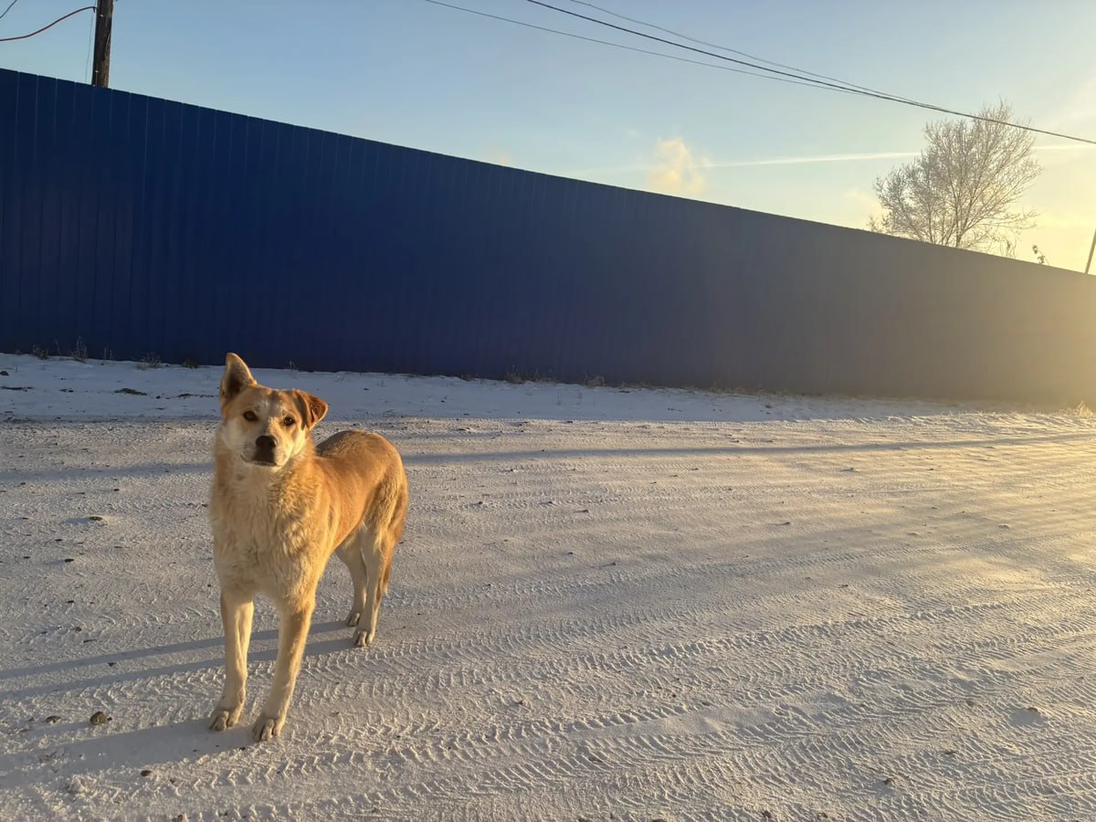 В Красноярске за год отловили 1169 бездомных собак