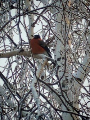 Красногрудые вестники зимы
