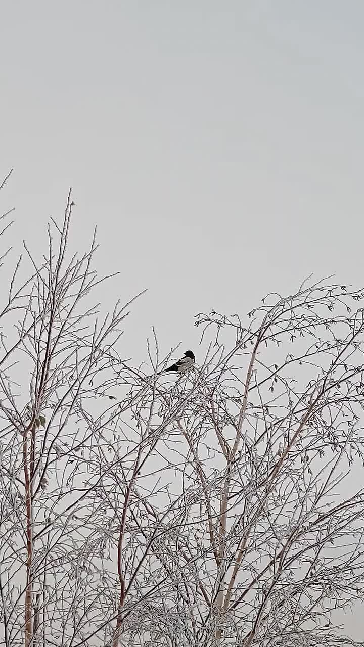 Погода на 10 декабря. ТВК