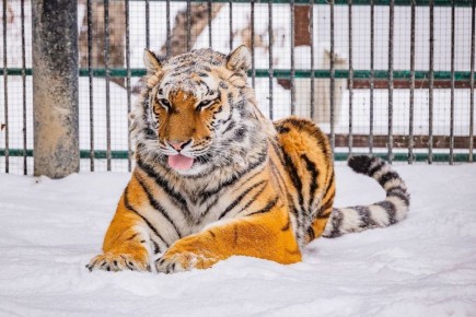 Тигрица Рокси желает всем отличного дня