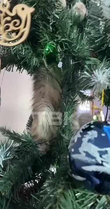 ����� �������� ��������� �� �������� ����