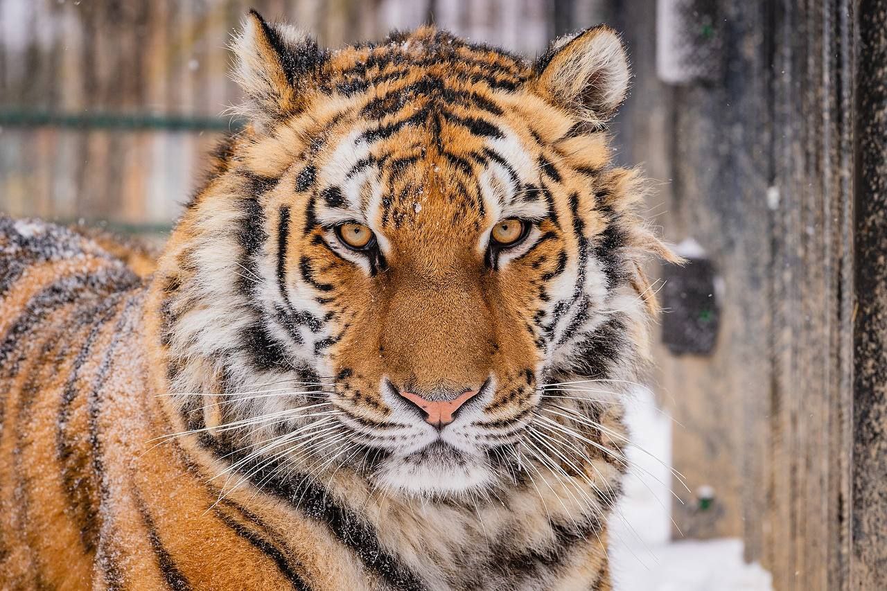 Тигрица Рокси желает всем отличного дня Тигрица Рокси желает всем отличного дня