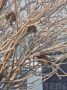 Будто шарики на деревьях. Воробушки в мороз
