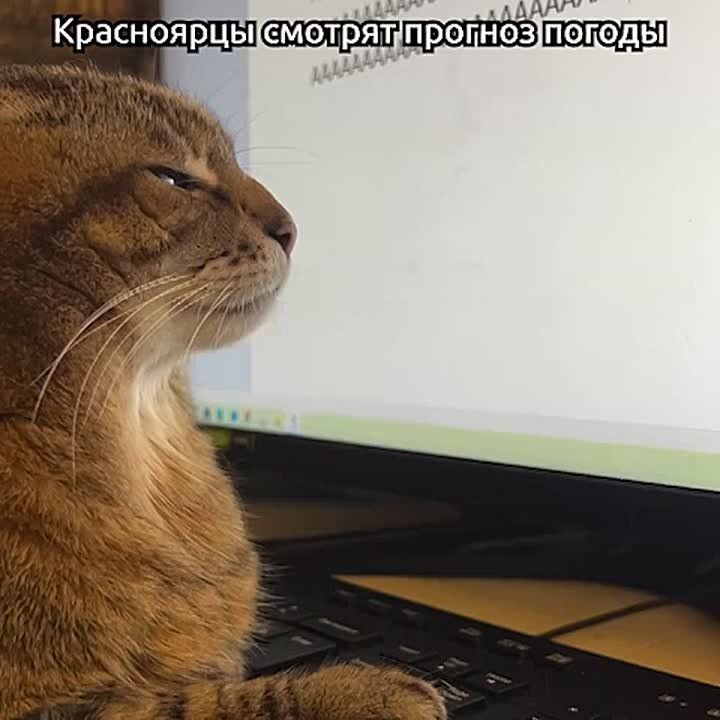 ����������, ����, ������ ����� ��� ��������