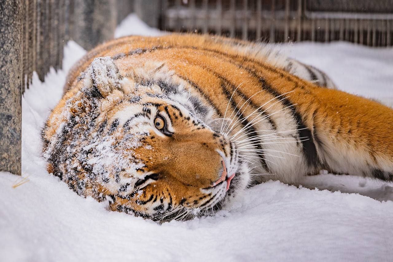 Тигрица Рокси желает всем отличного дня Тигрица Рокси желает всем отличного дня
