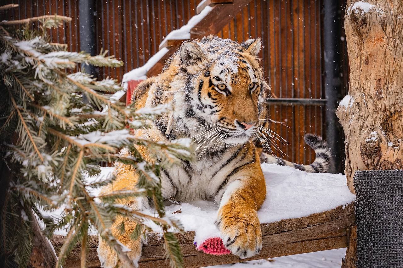 Тигрица Рокси желает всем отличного дня Тигрица Рокси желает всем отличного дня