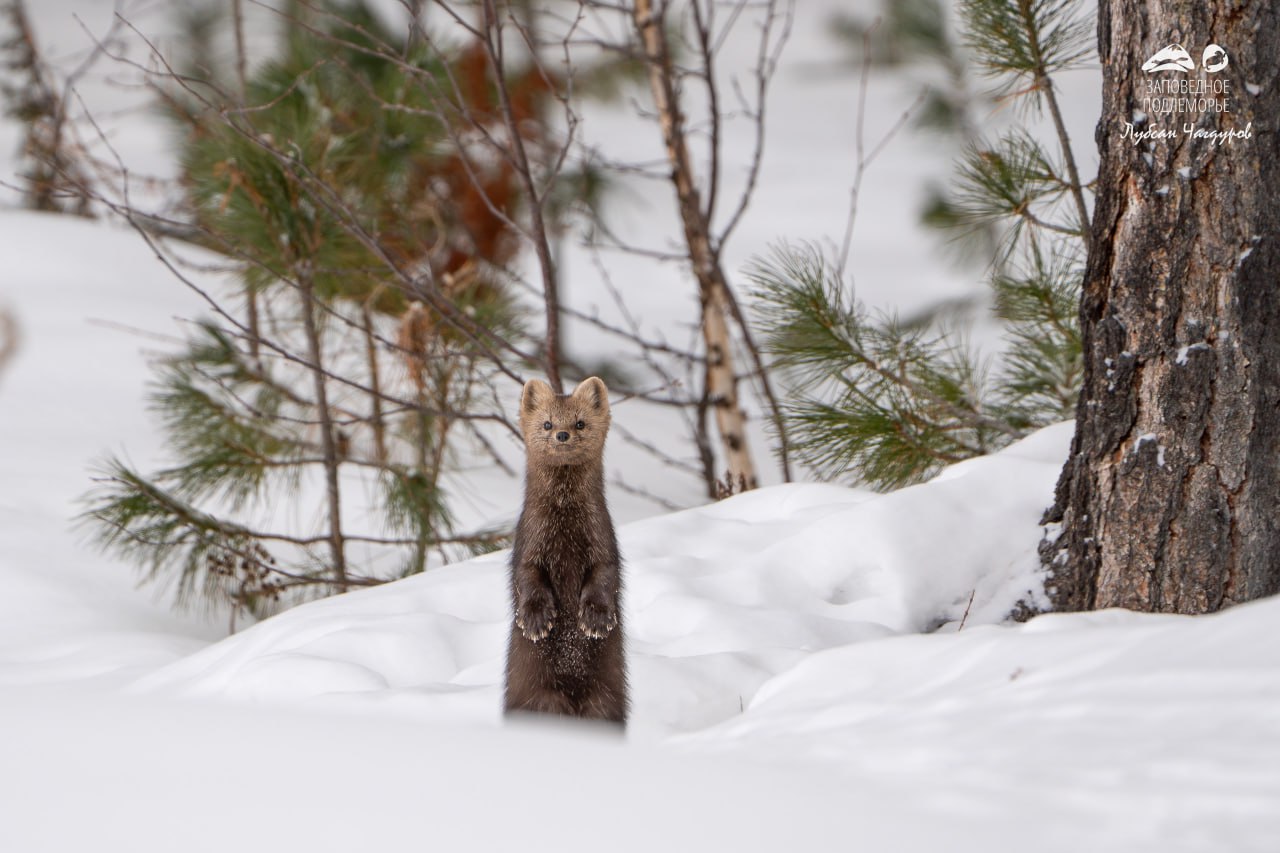 Радостная новость для всех, кто устал от холода: после сильных морозов в Красноярске резко потеплеет