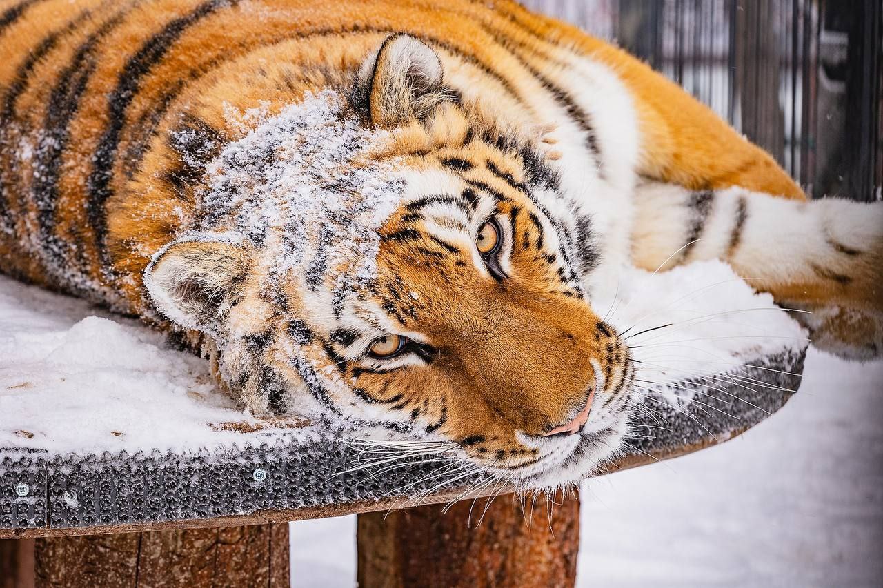 Тигрица Рокси желает всем отличного дня Тигрица Рокси желает всем отличного дня