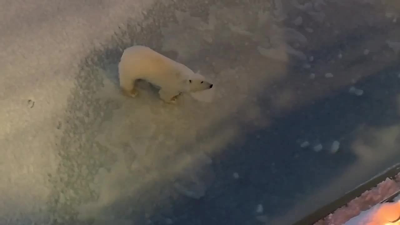 Белый медведь навестил экипаж атомного ледокола "50 лет Победы" на Таймыре