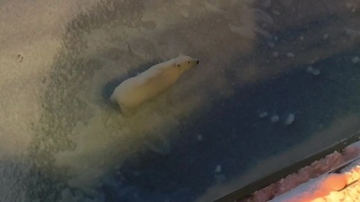 Вот это гость!. Белый медведь пришёл к экипажу атомного ледокола