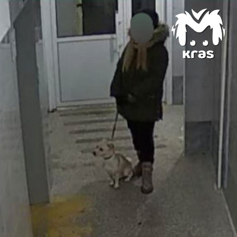 Хозяйка бросила маленького пёселя в подъезде в Солнечном