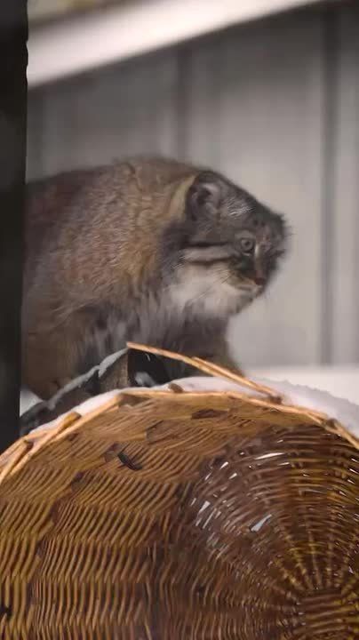 � ���������� ������ ����������