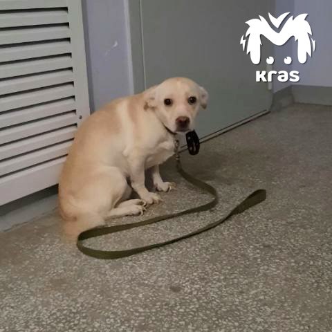 Хозяйка бросила маленького пёселя в подъезде в Солнечном Хозяйка бросила маленького пёселя в подъезде в Солнечном