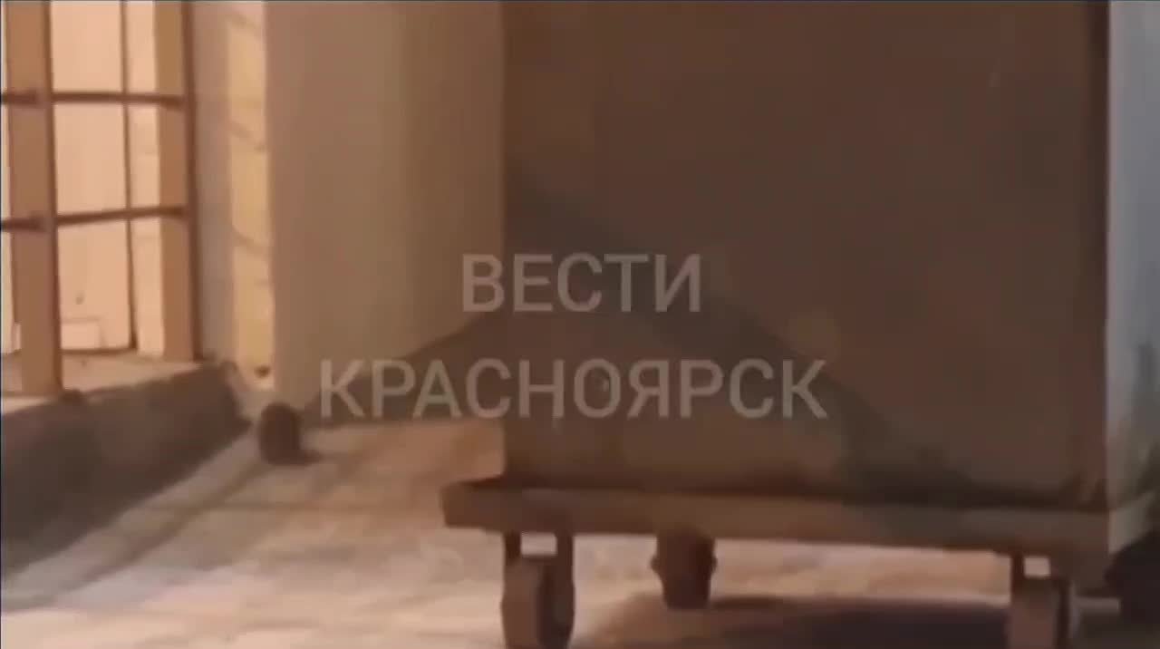 С 15 по 21 декабря в Красноярске и по всему краю проведут сплошную дератизацию