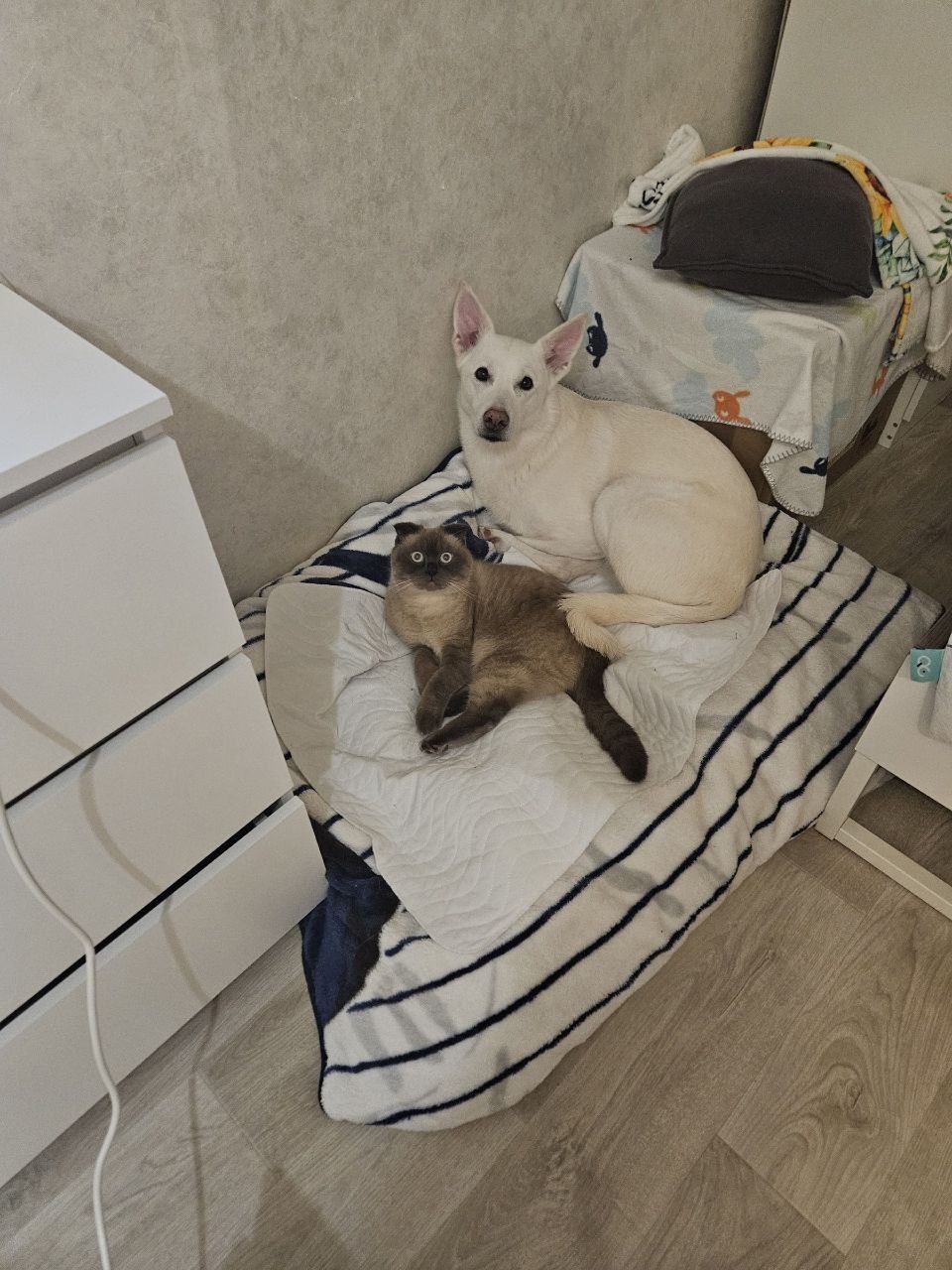 Потерялся любимый кот Честер Потерялся любимый кот Честер