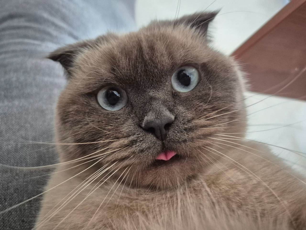 Потерялся любимый кот Честер Потерялся любимый кот Честер