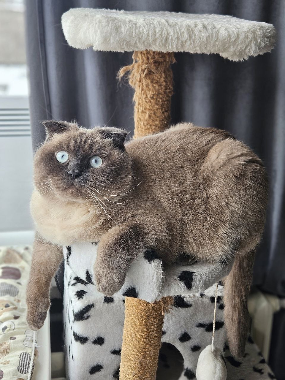 Потерялся любимый кот Честер Потерялся любимый кот Честер