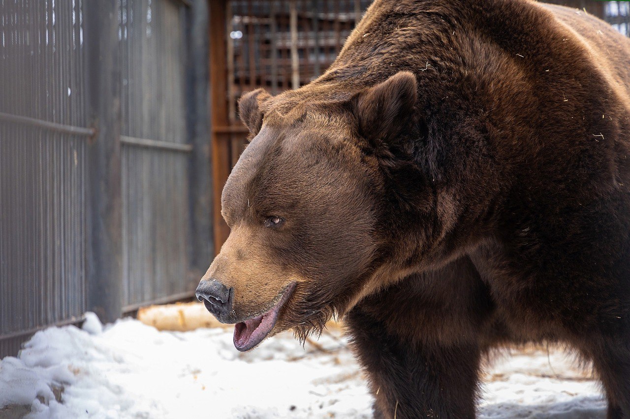 Сегодня отмечается День медведя! Сегодня отмечается День медведя!