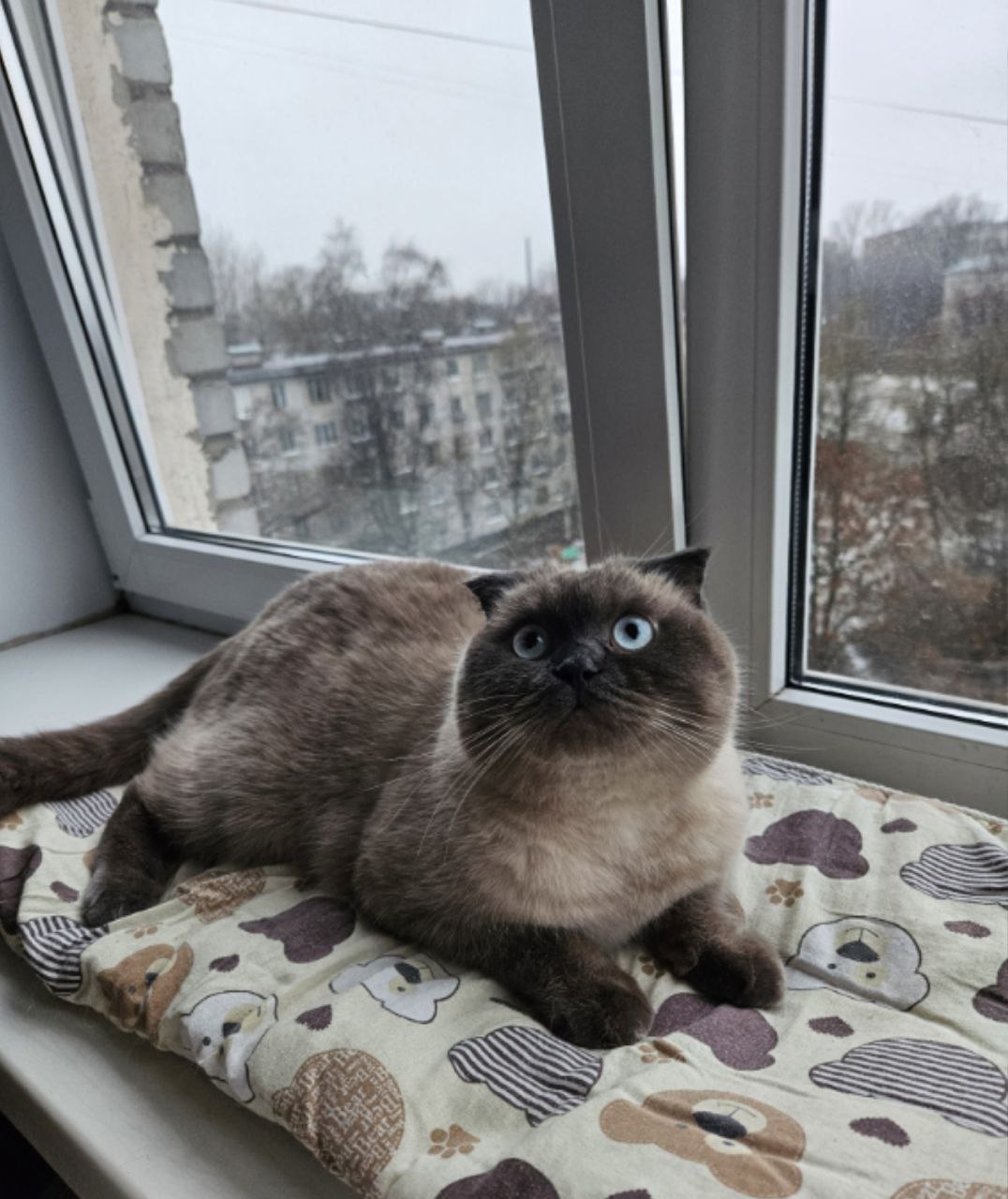 Потерялся любимый кот Честер Потерялся любимый кот Честер