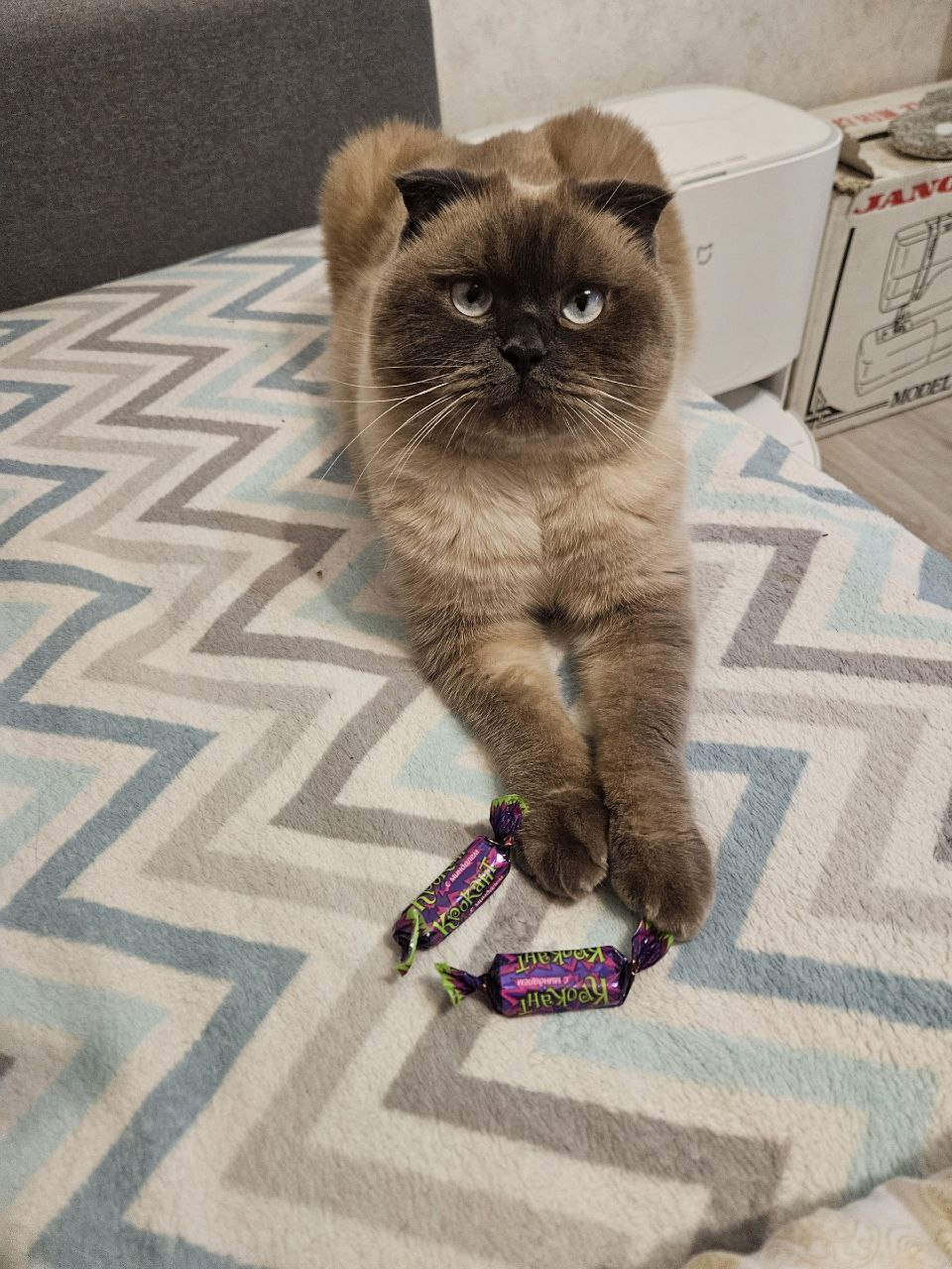 Потерялся любимый кот Честер Потерялся любимый кот Честер