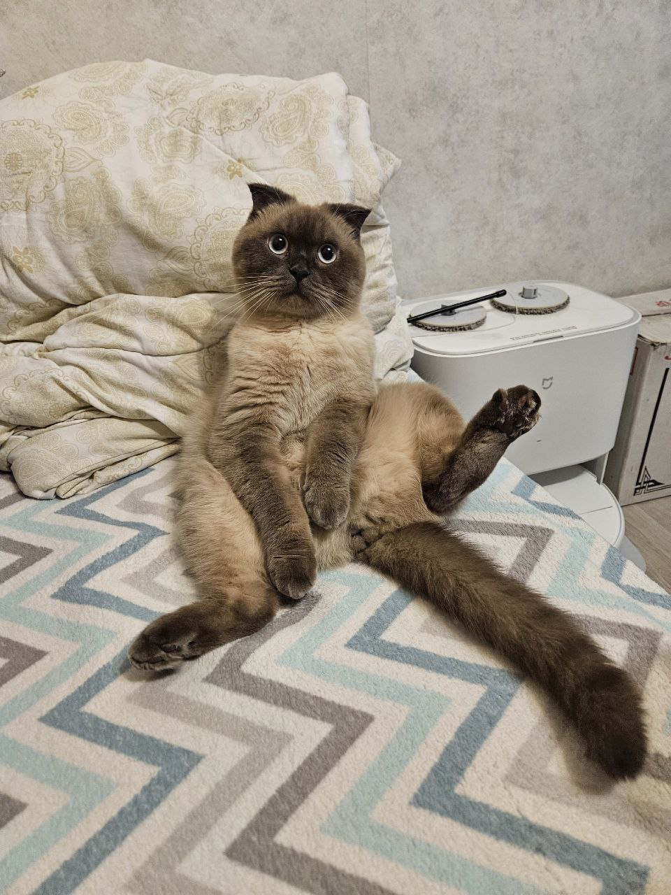 Потерялся любимый кот Честер