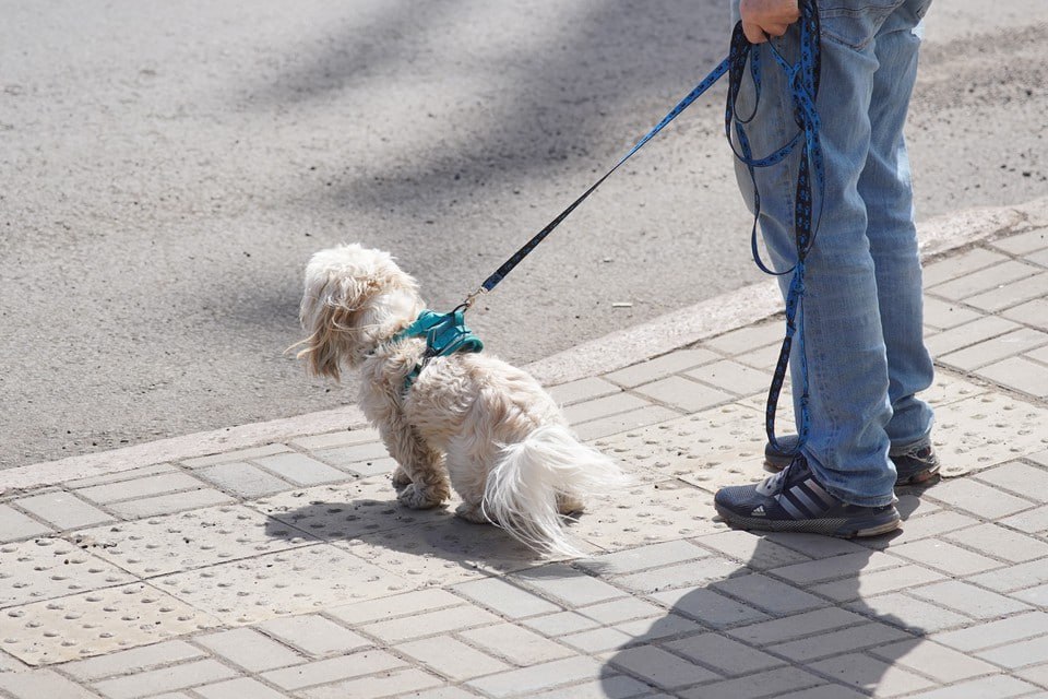 С 15 по 21 декабря владельцев домашних животных в Красноярске просят быть внимательнее на улице — в это время дератизации в городе пройдет массовая дератизация