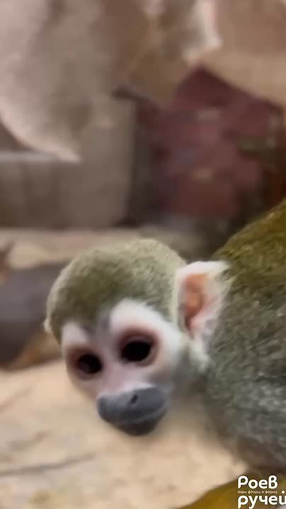 ������� ���������� �������� ������������� ���� �������