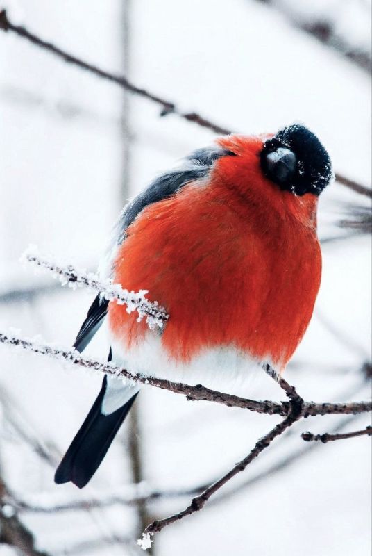 ������ ��������. �� ����� ����: Maria Gashina/���� � ������� ���