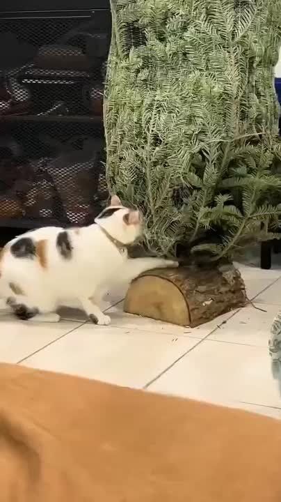 ������ ����. ��� � ������ ���