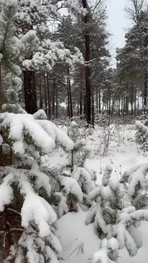 Погода на 15 декабря. ТВК