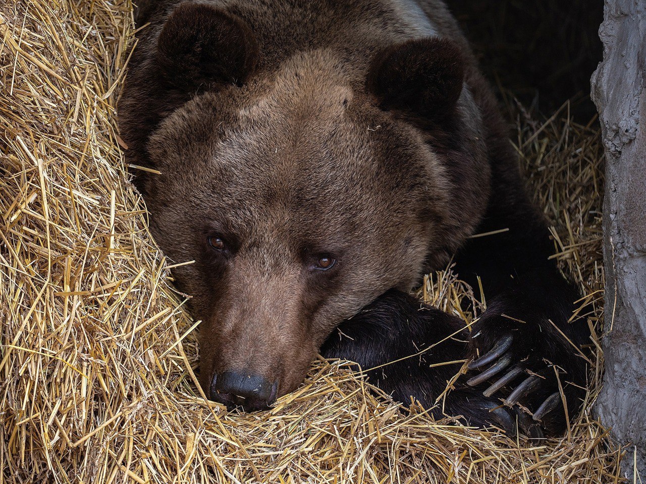 Сделали себе «берлоги» из сена: в красноярском парке «Роев ручей» медведи ушли в зимнюю спячку