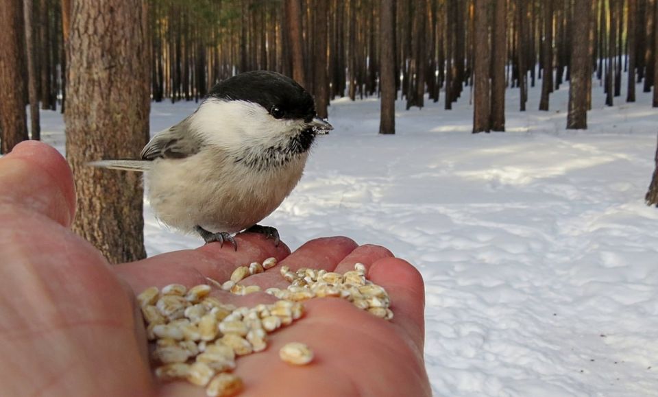 � �� ��� ���������?. ������� �������� �������� � ����������� ����������