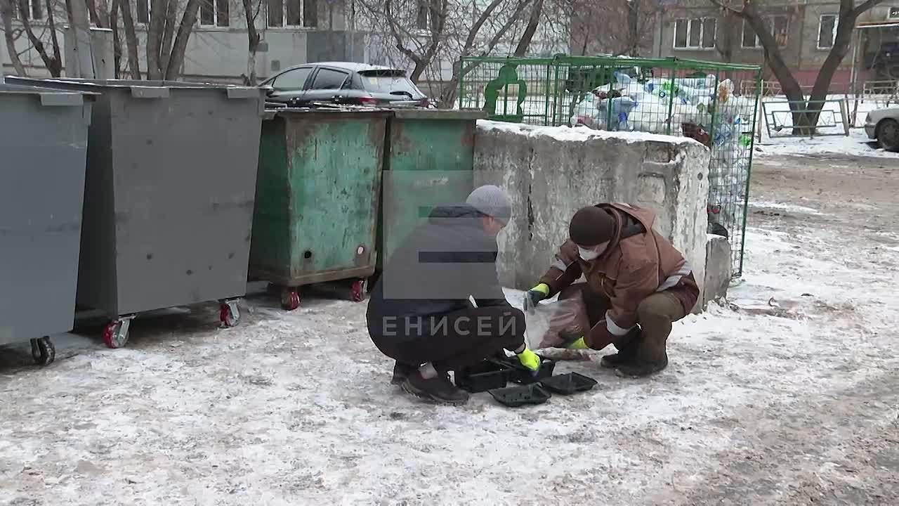 В Красноярске началась массовая обработка от крыс