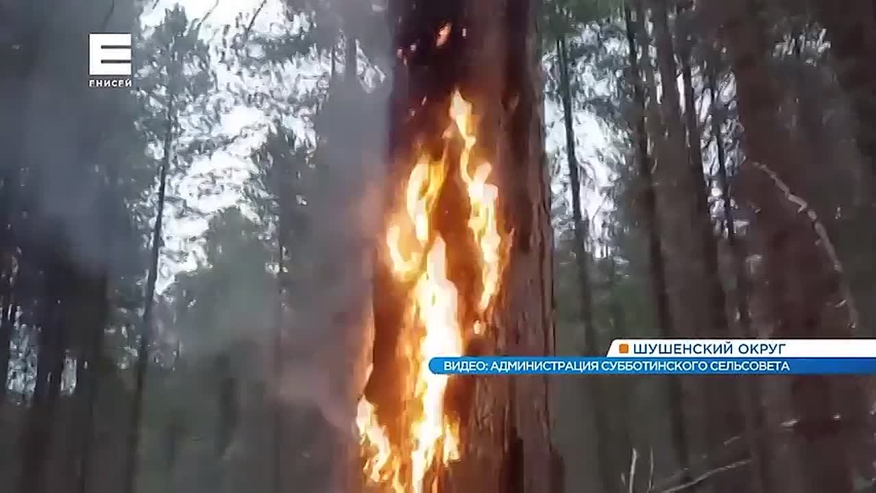 Неизвестные подожгли почти 60 кедров в Шушенском округе