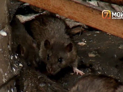 � ����������� �������� �������� ������ ����