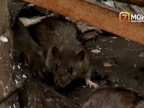 В Красноярске началась массовая травля крыс