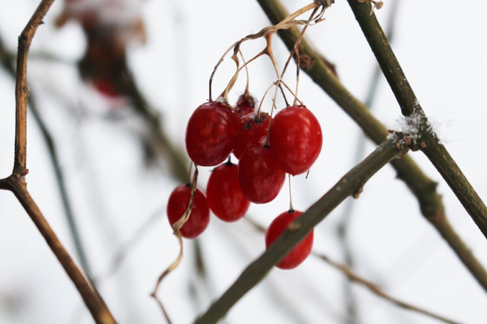 ������������ ������: ����������� ������� ��� ����