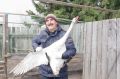 Спасенного в Красноярском крае лебедя передали в «Роев ручей» на пожизненное содержание