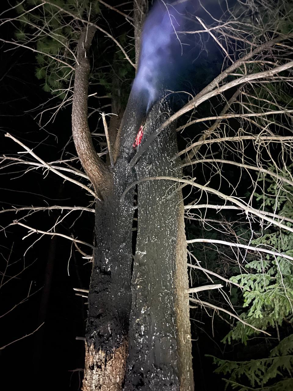 Прокуратура поставила на контроль расследование уголовного дела о поджоге кедров в Шушенском районе: задержан подозреваемый Прокуратура поставила на контроль расследование уголовного дела о поджоге кедров в Шушенском районе: задержан подозреваемый