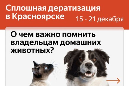 В мэрии Красноярска поделились советами по обеспечению безопасности своих питомцев во время дератизации