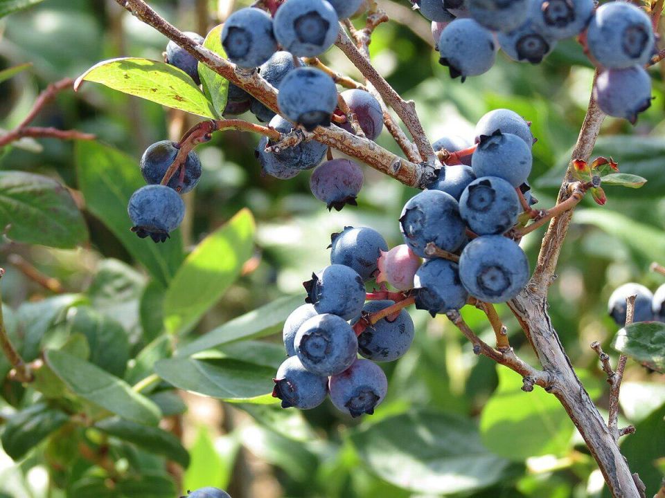 ����������� ��������: ������� ��������� ������ ��� ���������� ���������