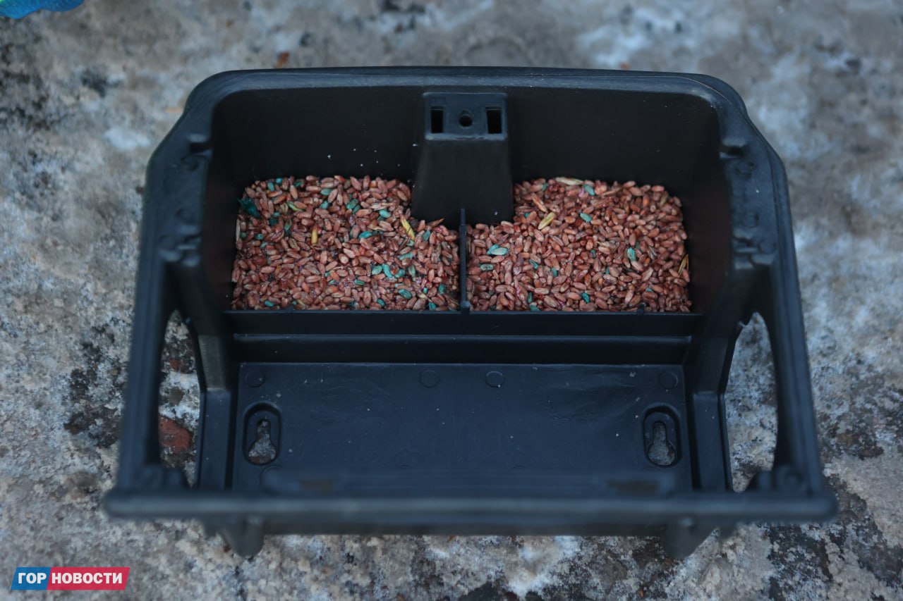 В Красноярске стартовала масштабная кампания по борьбе с грызунами: на этой неделе специалисты проводят дератизацию во всех районах города В Красноярске стартовала масштабная кампания по борьбе с грызунами: на этой неделе специалисты проводят дератизацию во всех районах города