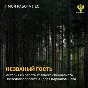 Приключенческий роман. Так иногда можно охарактеризовать работу лесников