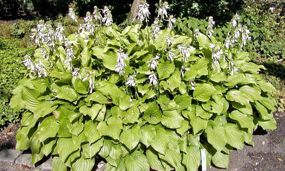 ������� ��������� ����������� ����: ������ ��� ������ ����