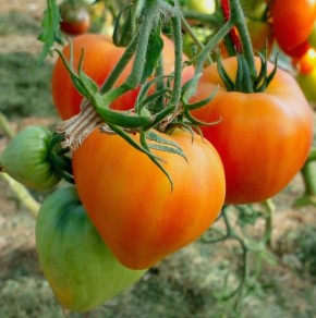 �������� ��������: ��� '�������� ��������� ��������' �������� �������