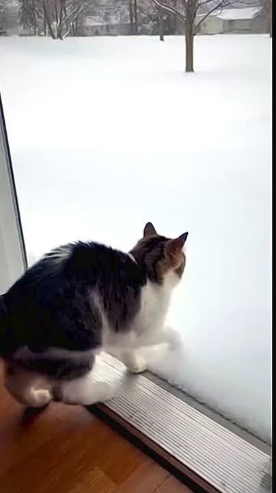 �� ���������, ������ ������� ���� ����� �� ��������, ��� � ������� � �������� �������