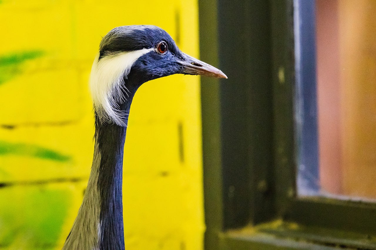 Красноярский «Роев Ручей» показал журавля, который застал город при Лебеде Красноярский «Роев Ручей» показал журавля, который застал город при Лебеде