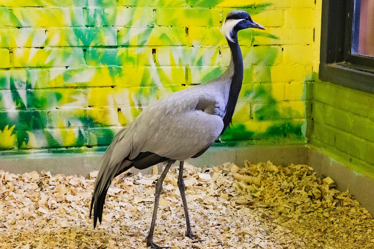 Красноярский «Роев Ручей» показал журавля, который застал город при Лебеде Красноярский «Роев Ручей» показал журавля, который застал город при Лебеде