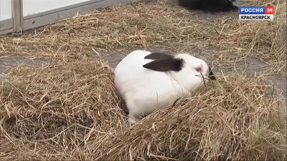 � ����������� ��������� �������������� �������