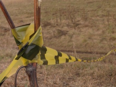 Несколько миллионов рублей могут выплатить семье погибшего школьника, умершего от нападения бродячих псов